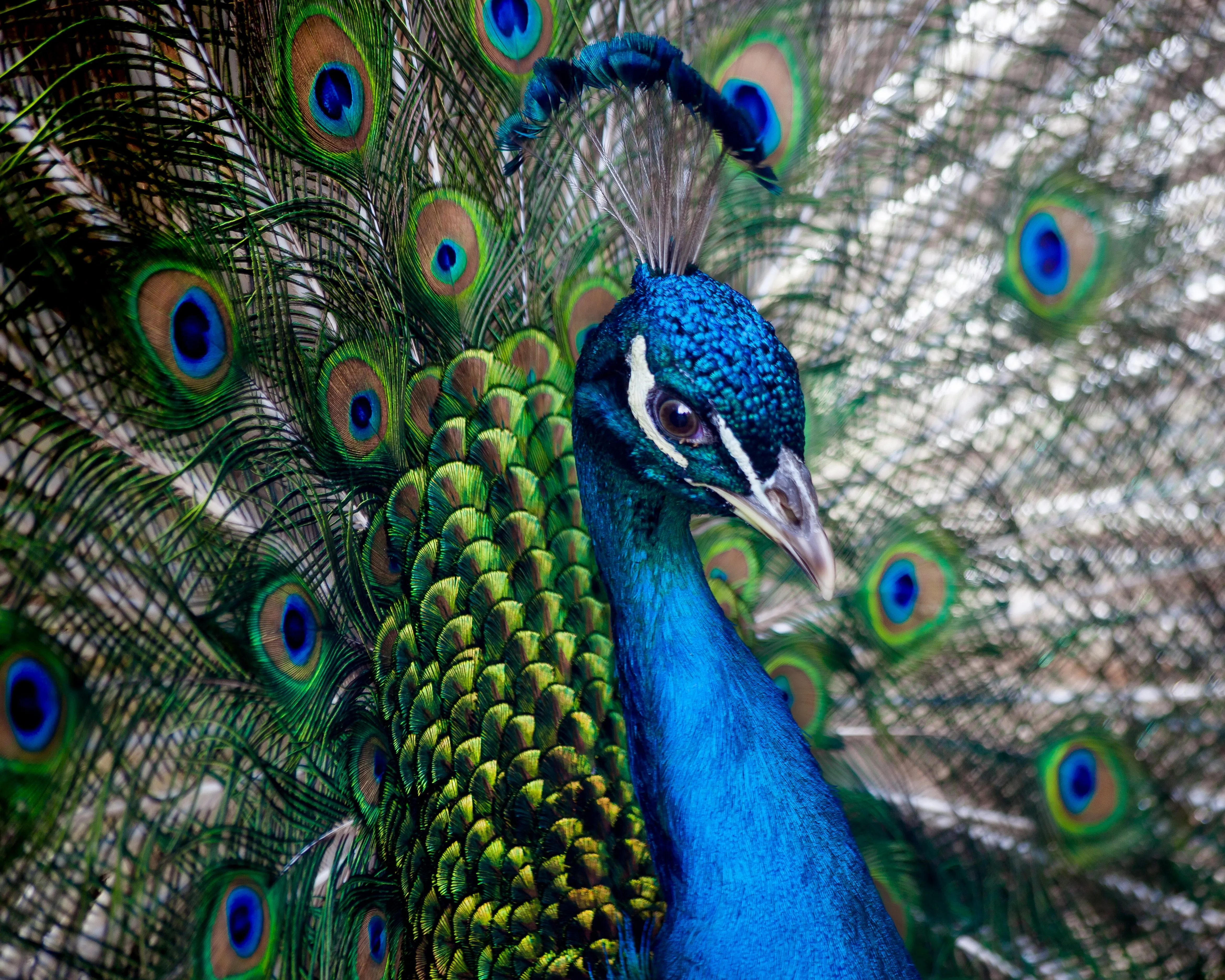 Polished Peacock by Violet Van Gogh