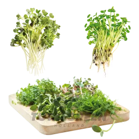 Seed Kits Microgreens