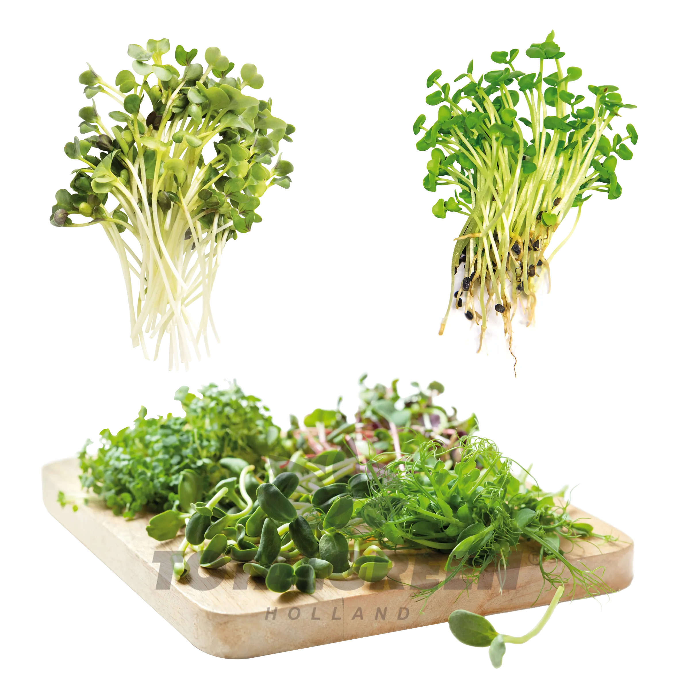 Seed Kits Microgreens